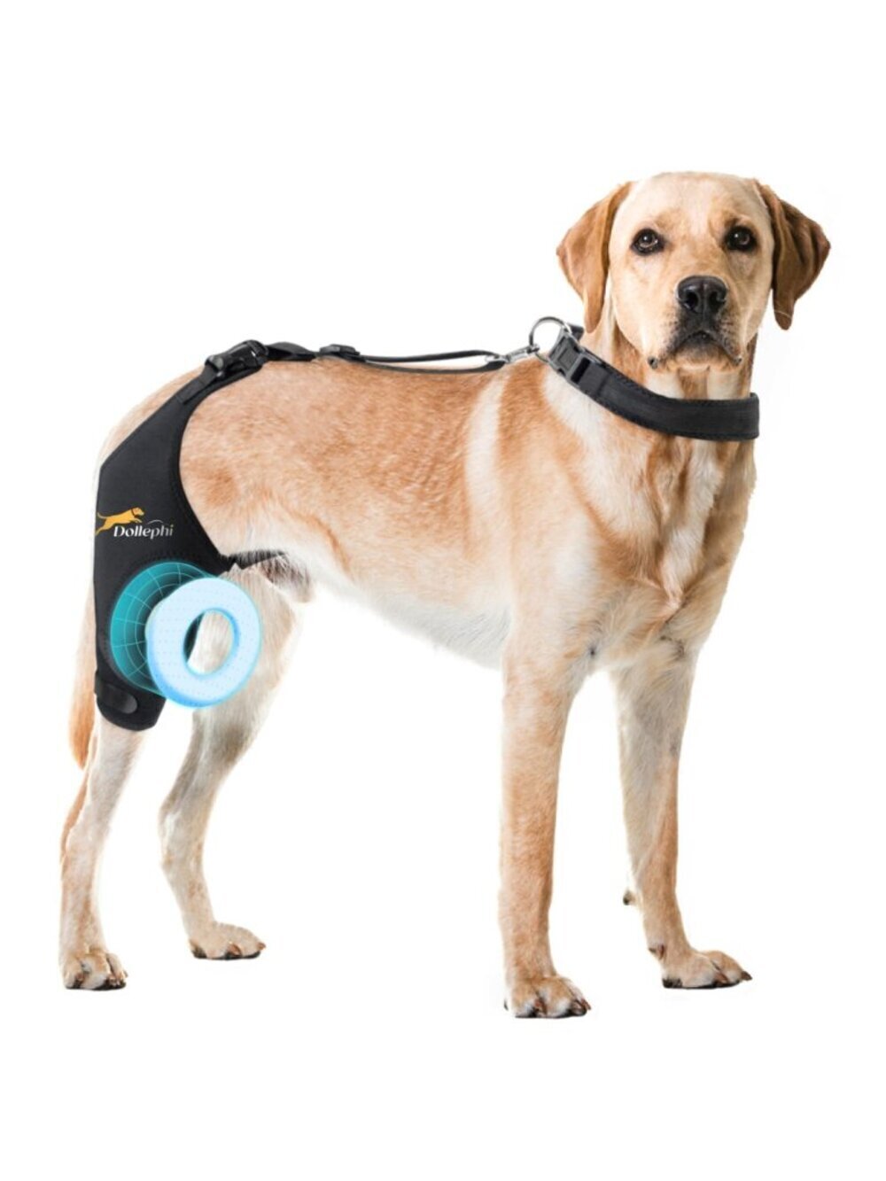 Dog Knee Brace Torn ACL Hind Leg, Support for Patella Dislocation or Osteoarthri